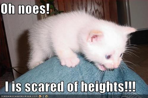 afraid of heights - look at this cat what's your opinion?