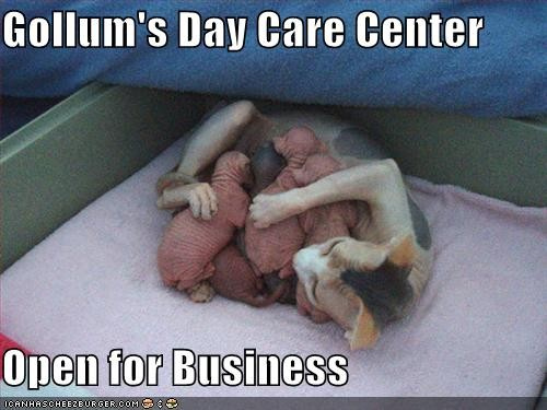feeding cat - another day in daycare