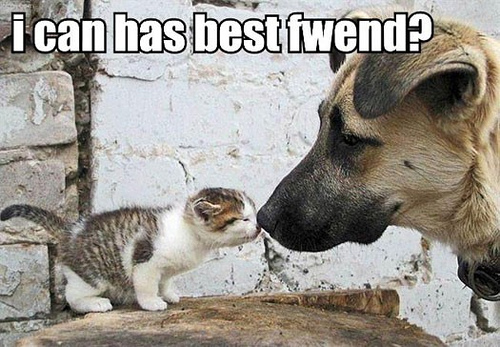 CAT and DOG - best friend