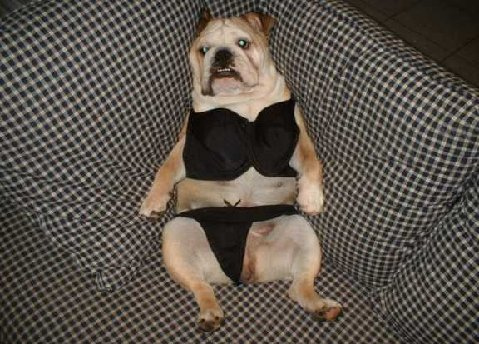 bikini dog :) - is this literally hot dog?