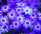 lovable - flowers show attitude; can remove your stress;