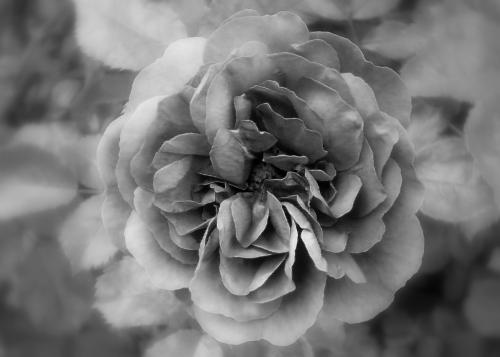 a rose - a photo of mine.
