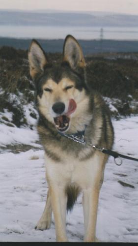 Amani - my beloved pooch