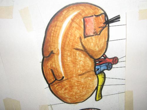 The Kidney - The major excretory organ of the human body.