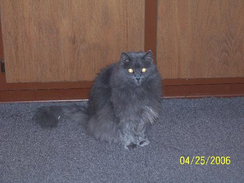 A picture of my cat Sushi - Here is a picture of my cat that was taken quite a while ago as you can see from the pic. He is such a lovable cat I just thought that I would post a few pics of him LOL.