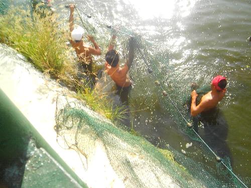 Fish Harvest - Harvest time in the pond. Men pulling the fish net.