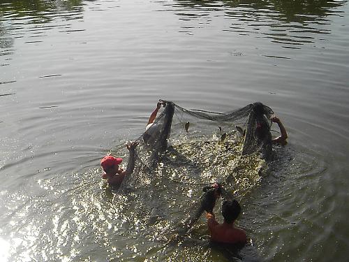 Fish Harvest from the Pond - Men tugging at the net to trap the fish. It's harvest time. There are a few of the young caught too, however.