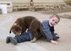 A child playing with a dog. - This is a picture of a boy with a dog.