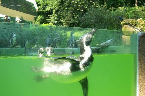 :) - :) zoo in Czech