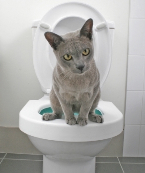 Doogie on his Litter Kwitter - This is a picture of "Doogie" the cat who owns the human that invented the Litter Kwitter! Doogie on his Litter Kwitter - This is a picture of "Doogie" the cat who owns the human that invented the Litter Kwitter!