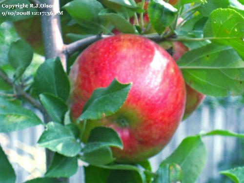 haralred apple - So nice looking. haralred apple - So nice looking.