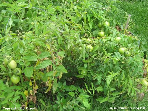 Green Tomatoes - A lot left over to ripen yet this fall.