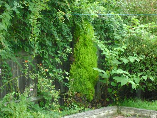 nice vegetation - i like vegetation, more pics to follow