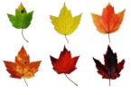 autumn leaves - A pic of autumn leaves.