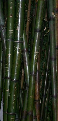 Bamboo in the San Francisco Botanical Gardens - This is a photo my husband took of some bamboo when we were at the San Francisco Botanical Gardens in California a year or so ago. The bamboo plants were very thick and tall. I have never seen them that large before. They were amazing to look at and some were as round as my wrist!