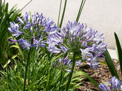 Flowers at Disneyland - I took a picture of these beautiful purplish/blue flowers when we were at Disneyland this past spring because they are my mom's favorite.