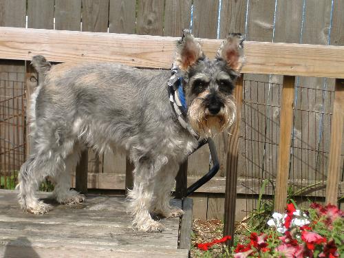 Miniature Schnauzer - Big eared Miniature Schnauzer (rescue dog)