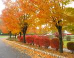 Trees - Trees are beautiful in Autumn