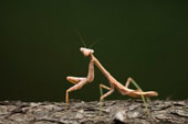 Close Up Of Praying Mantis - Mantises are exclusively predatory and their diet usually consists of living insects; larger species have been known to prey on small lizards, frogs, birds, snakes, and even rodents.  Most mantises are ambush predators, waiting for prey to stray too near. The mantis then lashes out at remarkable speed. Some ground and bark species, however, pursue their prey rather quickly.   Prey are caught and held securely with grasping, spiked forelegs ('raptorial legs'); the first thoracic segment, the prothorax, is commonly elongated and flexibly articulated, allowing for greater range of movement of the front limbs while the remainder of the body remains more or less immobile.