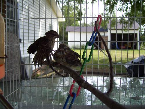 Baby Birds - These are baby birds that have my old birdcage I gave away on freecycle..