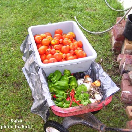 Produce from Garden - pictured are tomatoes, onions, garlic, green peppers, jalepino peppers, and kung poa peppers - the makings for salsa.