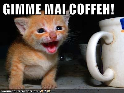 coffe cat - the cat that drinks coffee