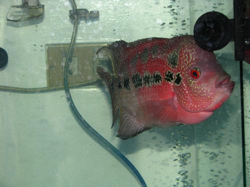 flowerhorn - This is one of the first flowerhorn that we got. This shot was taken sometime 4 months ago. He is much bigger now.