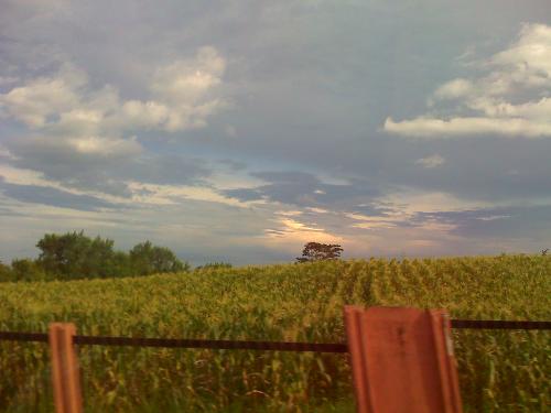 Corn Field - In one of our out of town, we pass by this corn field. Some meters away is the store where they sell corns, yum! Corn Field - In one of our out of town, we pass by this corn field. Some meters away is the store where they sell corns, yum!