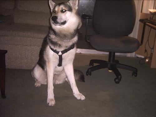 My dog Max - These pics were taken just a few days after I got Max.