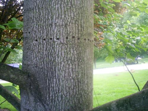 Popular tree with woodpecker holes - My tulip popular tree has woodpecker holes..