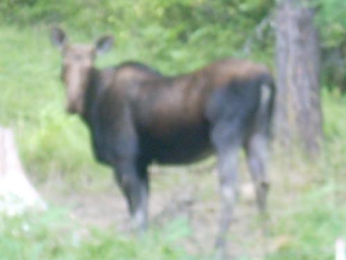 Visiting Moose at our house - A Cow moose has been hanging around our house the past week eating at a natural salt like above the house.