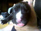 My pitbulls cutest pup - This my dogs cutest pitbull pup.He was the only one born with a white nose this is him at 2 weeks old. He is now 16 weeks old and has found a good home with people to love him. It was a very unusal litter though because my dog had 6 boys and 1 girl. $ of them have blue coats and blue eyes and the rest are brindle or black and white one of the had a green eye and a blue eye. It was cool .
