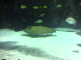 A cool Stingray at Newport Aquarium,KY - I thought It was an awesome place to go If you live close enough to Newport Aquarium It is definatly family friendly and the kids will love even enjoying the sceanery outside this establishment.