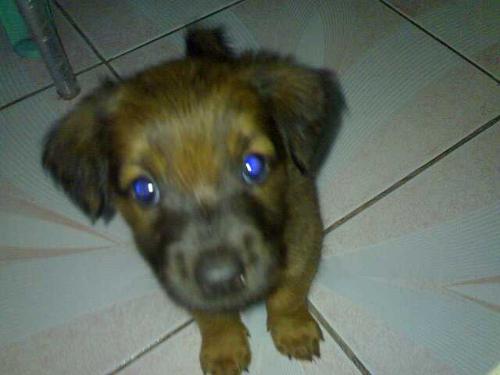 My pet Snoop - Taken when my dog was still a puppy. Now he has become a brat.