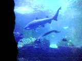 Newport Aquarium Shark Picture - This cool shark picture was also taken at the newport aquarium in ky. Again it is a great family place the kids love it .