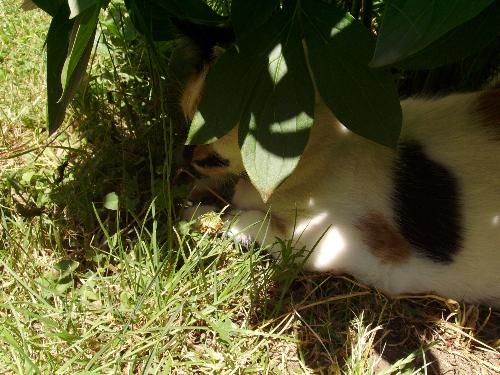 Sleeping in the bush - Mitza - Sleeping in the bush - Mitza (the name of the cute cat with green eyes in the picture), well what else can you do on a hot summer day, right ? :)