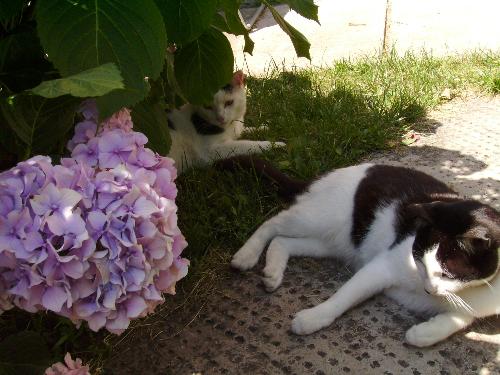 Staying in the shadow - I guess it's the best solution in those hot summer days for kitties as well as for humans. Here is a good example of 2 of my cats that were staying in the yard in the shadows just cooling off.