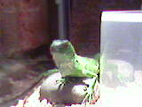 Green Iguana Picture - This is boogie I thing he is about 6 months old. He is a green Iguana.