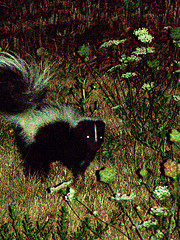Skunk - You don't want to rile a skunk or he'll spray you!!!