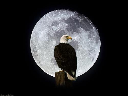 moon - eagle in a dreary nite
