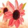 flower - pretty flower