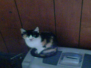 Cheyenne - This my cat Cheyenne. She was the runt of the litter that I got her from. No body else wanted her, because of her size, but I've always I had a soft spot for the littlest ones of the bunch. She's a sweet, but really shy cat, but definately lets the other cats know whose really boss..lol