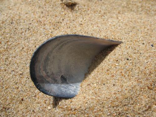 Shell in the sand - Shell in the sand...