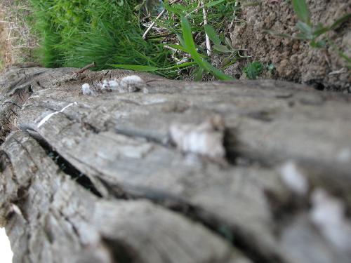 Wood - Wood...