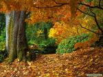 Autumn Woods - A forest in Fall.