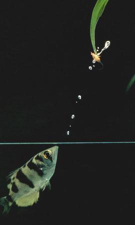 a shooting animal - you know that human being have shot their prey almost ever since they developed into human beings.but did you know that there is also a member of the animal world that captures its prey by shooting it down ?it is in fact the archerfish, which gets its name from its skill in shooting.