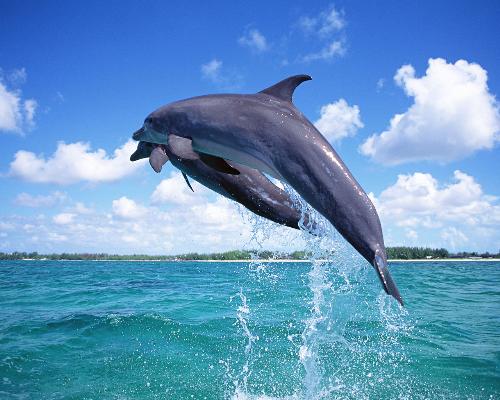 dolphins - dolphins are not fish ,but warm blooded mammal. they live in groups, and speak to each other in their own language .in this they are like other animals, such as bees and birds ,but dolphins are very different from almost all land animals ,their brain is nearly the same size as our own ,and they live a long time at least twenty or thirty years.