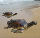 animals  - animals which live a life did you know that only a few animals live longer than human being ?yortoisses and turtles are probably the animals which live the longest. tortoises have been known to live to 150 years and turtles to 129 years.