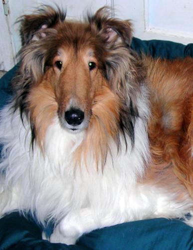 Tennyson A Collie - My Rough Sable Collie dog Tennyson