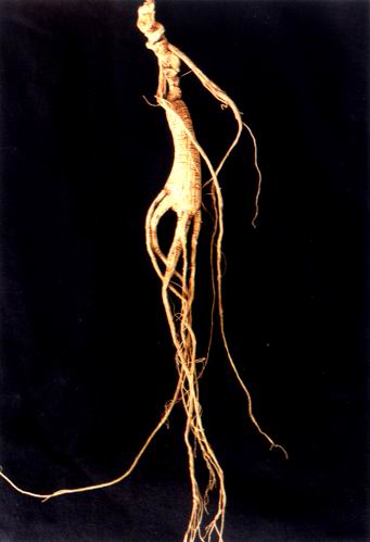 ginseng - ginseng is a famous traditional chinese medicine.it have many pharmacological actions.in ancient time ,it played an important role on public health.